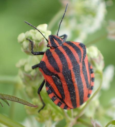 Réf. 231 426 : Graphosoma italicum